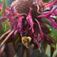Painting of bumblebee on monarda